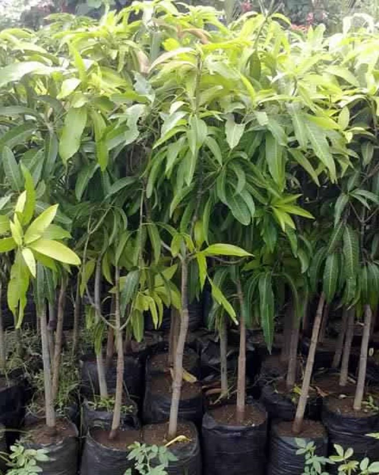 Emiteesa-Investments-Uganda-Agriculture-Farming-Citrus-Fruit-Growers-Seedlings-Pomology-Horticulture-Passion-Fruit-Orange-Mango-Seedlings-Kampala-Uganda-14