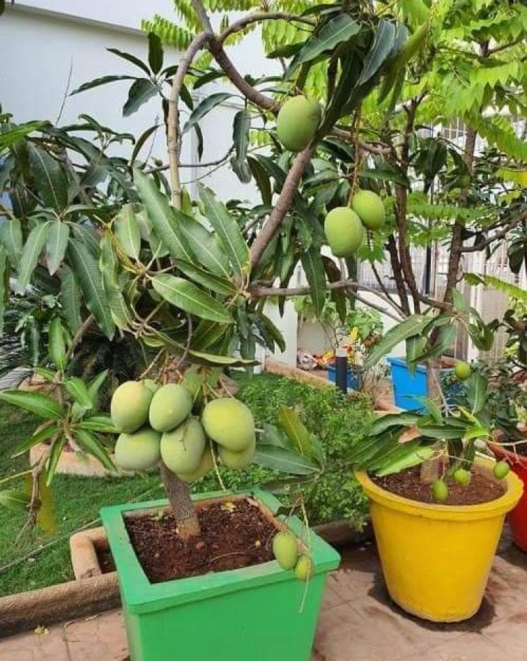 Mango fruiting Tree- Bucket Planting