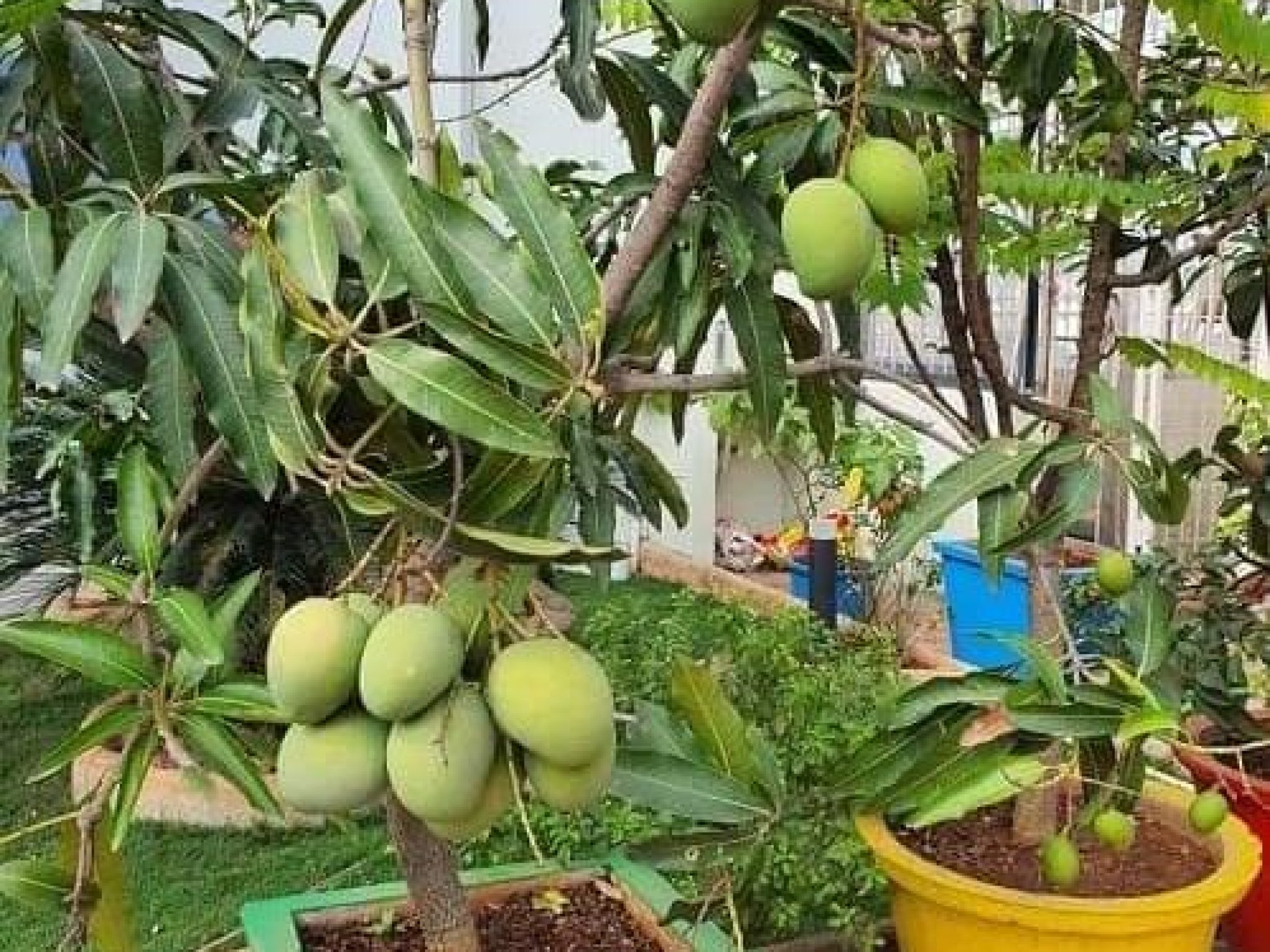 Mango fruiting Tree- Bucket Planting
