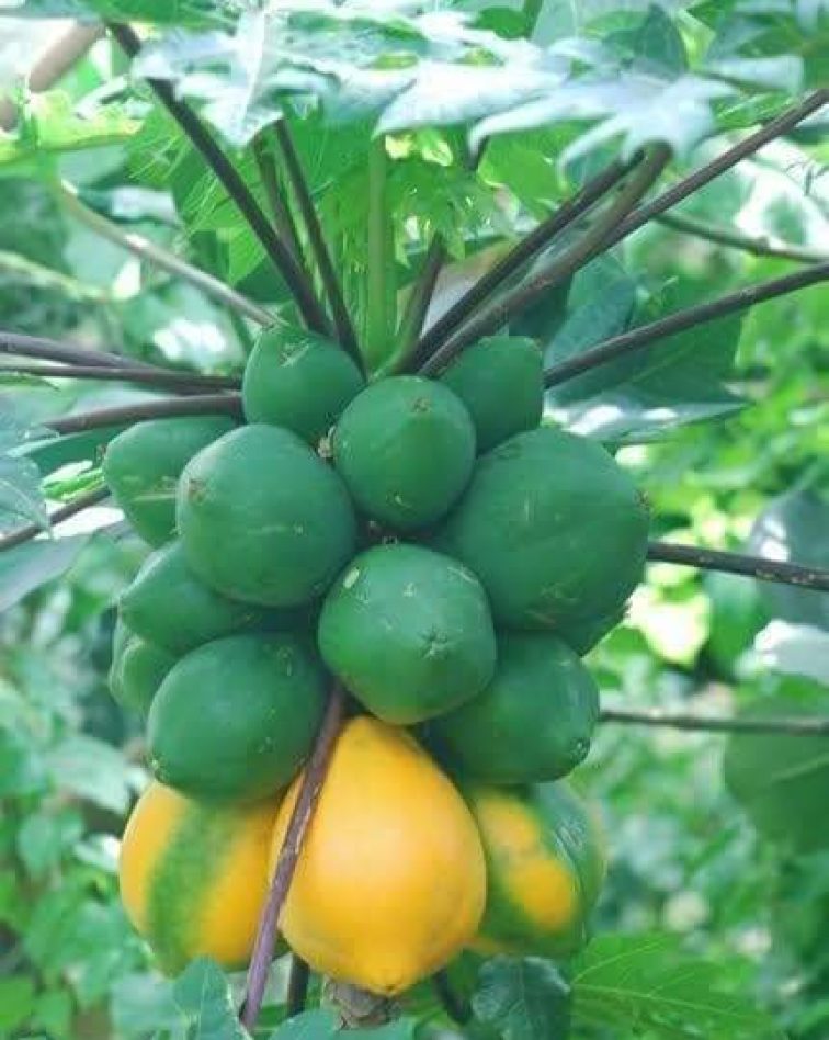 LIVE IN GREEN Pawpaw Plantation Mgt.
