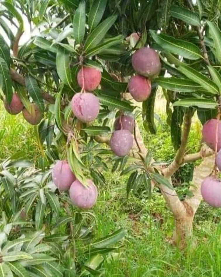 Mango Plantation