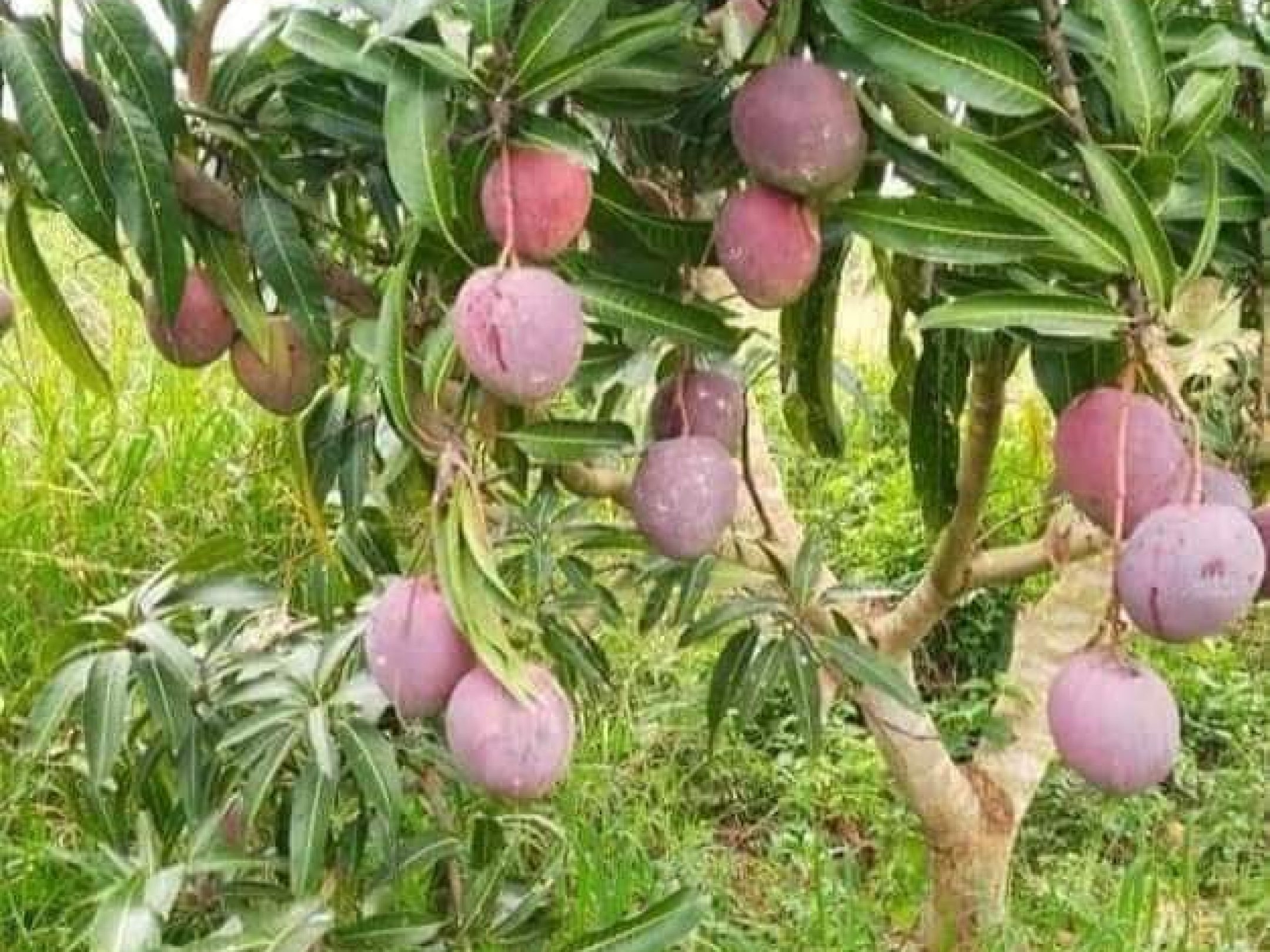 Mango Plantation