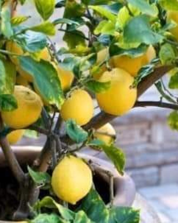 Orange fruiting Tree- Bucket Planting