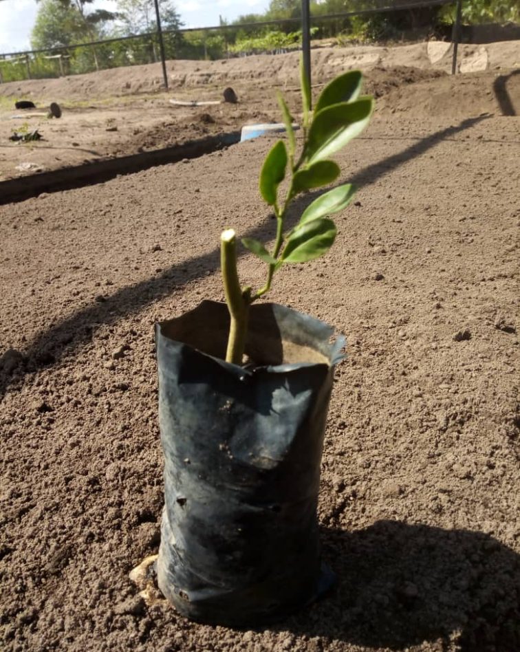 Improved Orange Seedlings