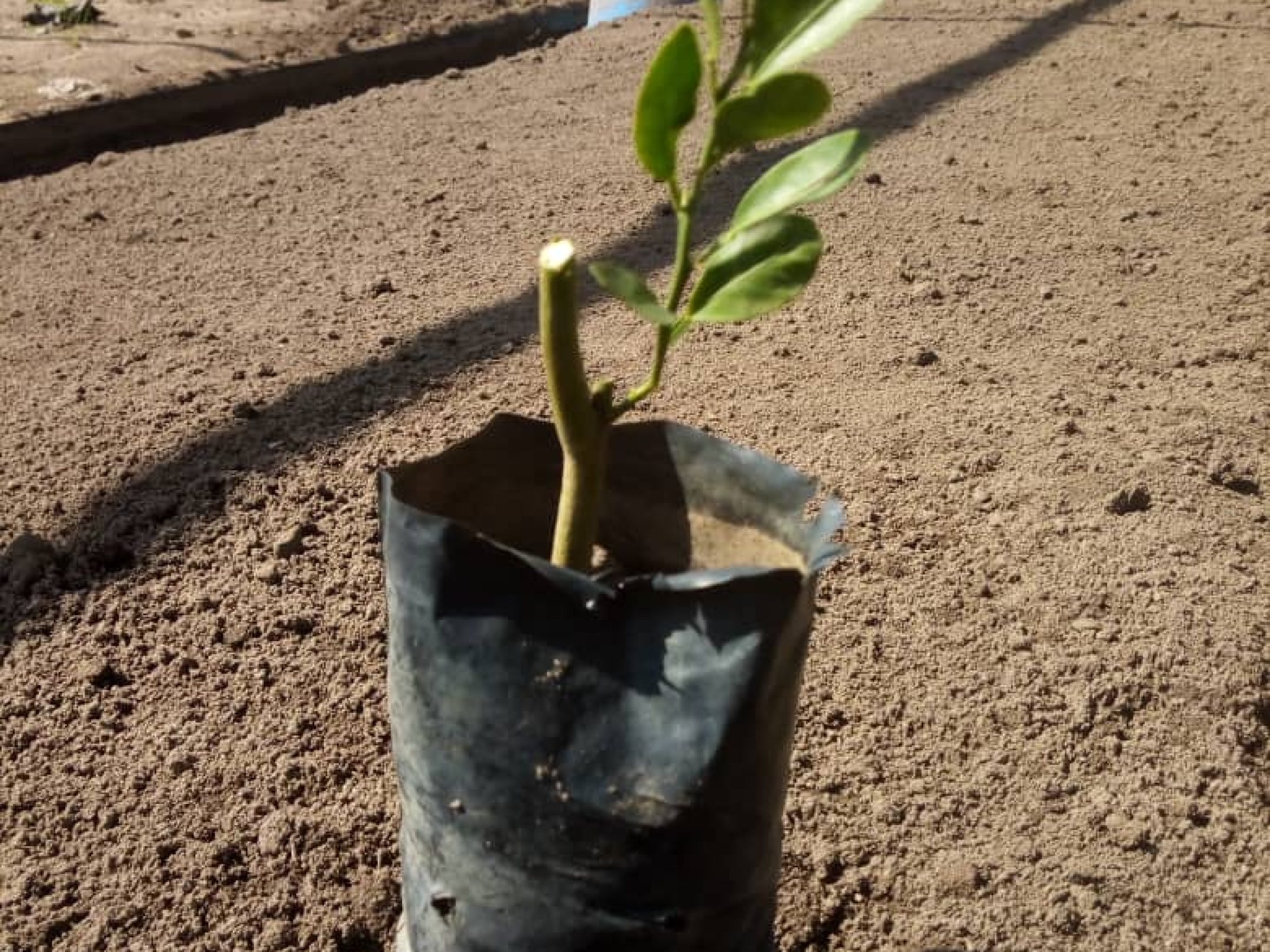 Improved Orange Seedlings
