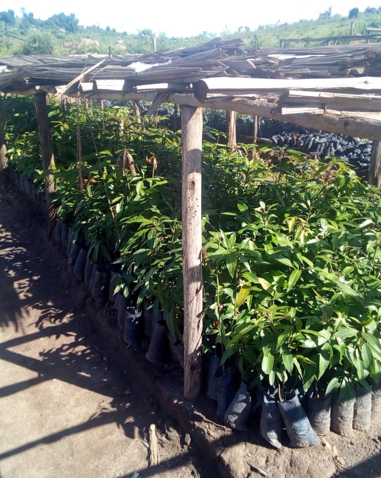 seedling nurturing