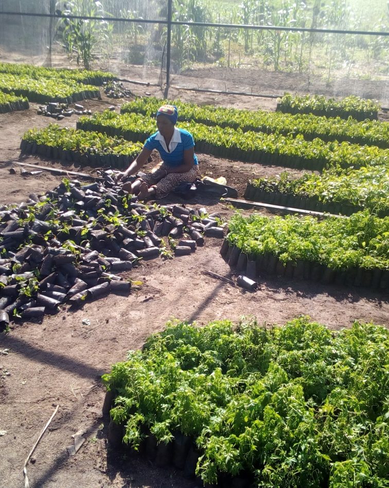 Sapling preparations
