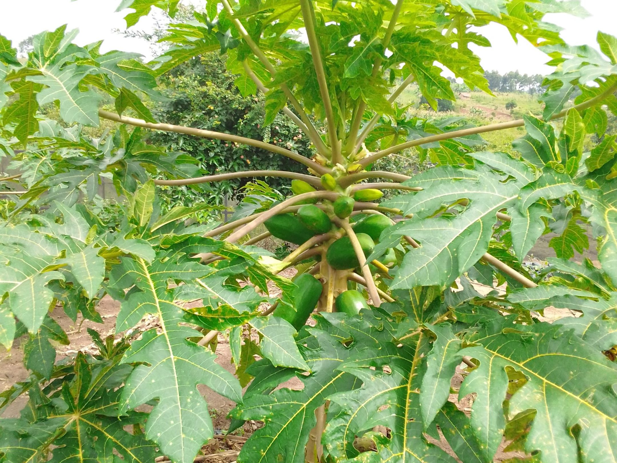 Fruiting Pawpaws