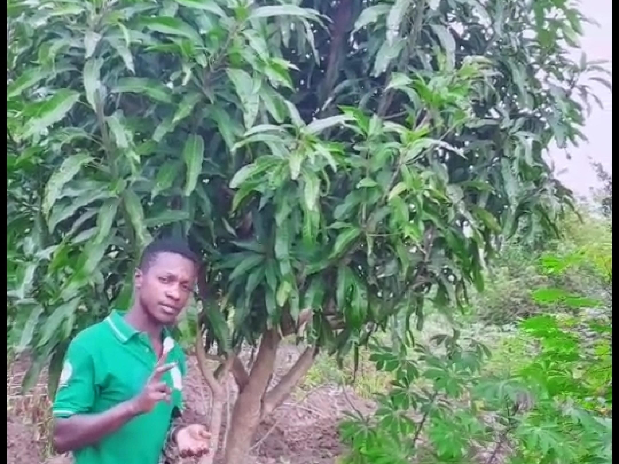 LIVE IN GREEN Mango Plantation Mgt.