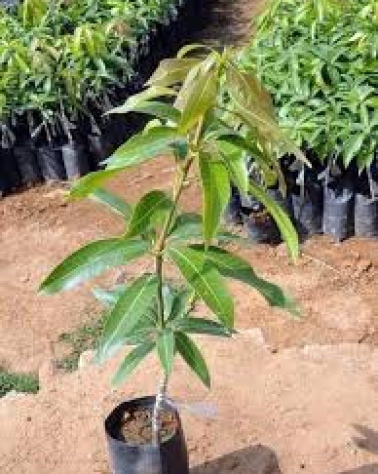 Improved Mango Seedlings