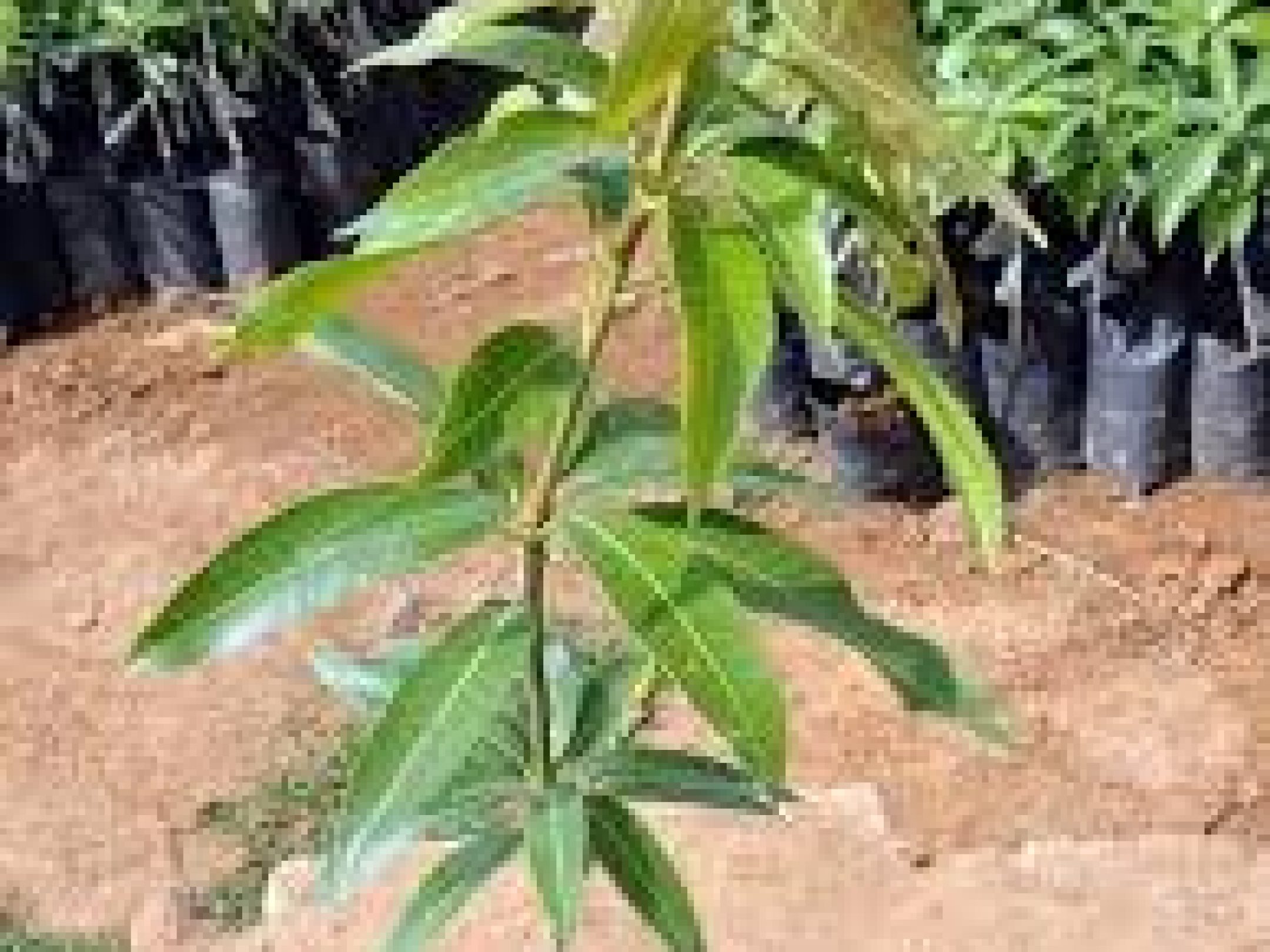 Improved Mango Seedlings