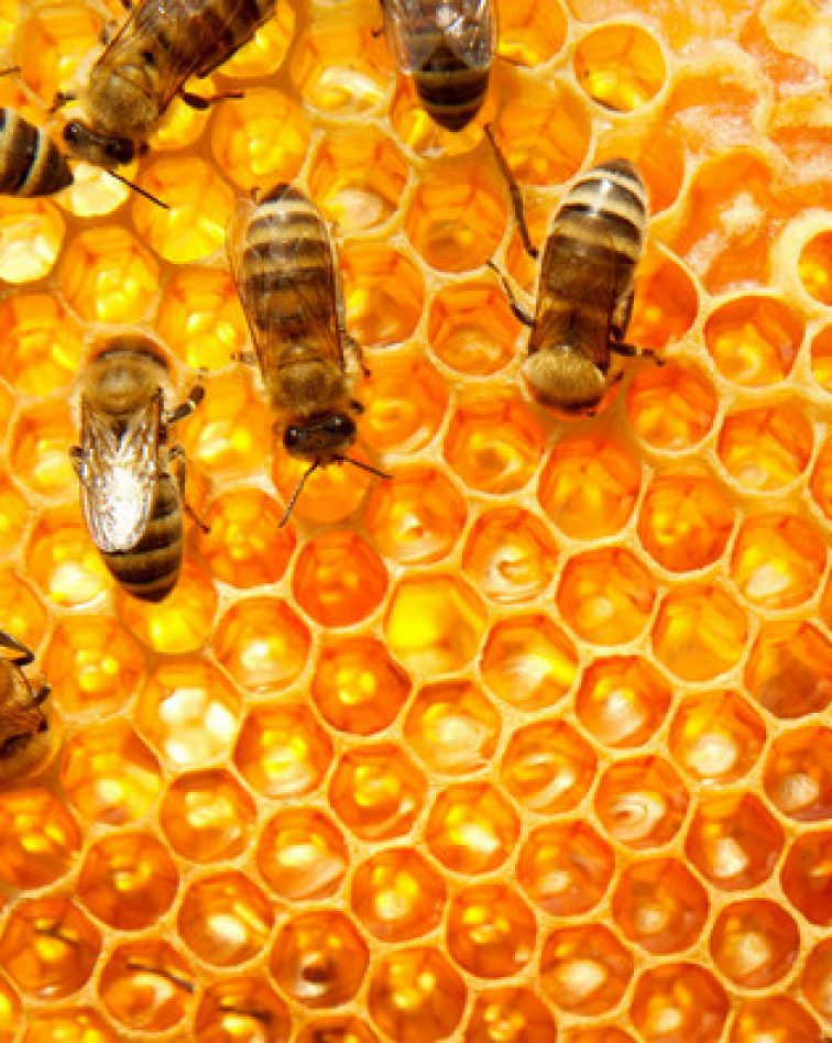 bee-farming