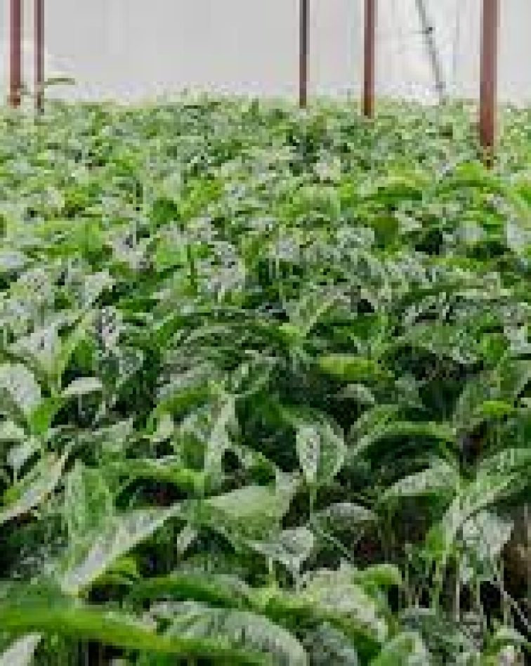 Improved Passion Seedlings