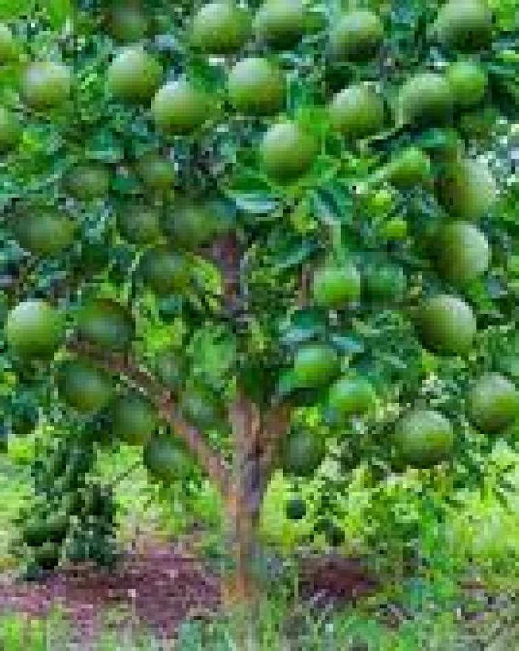 Orange Plantation