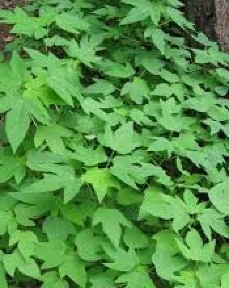 Improved Pawpaw Seedlings