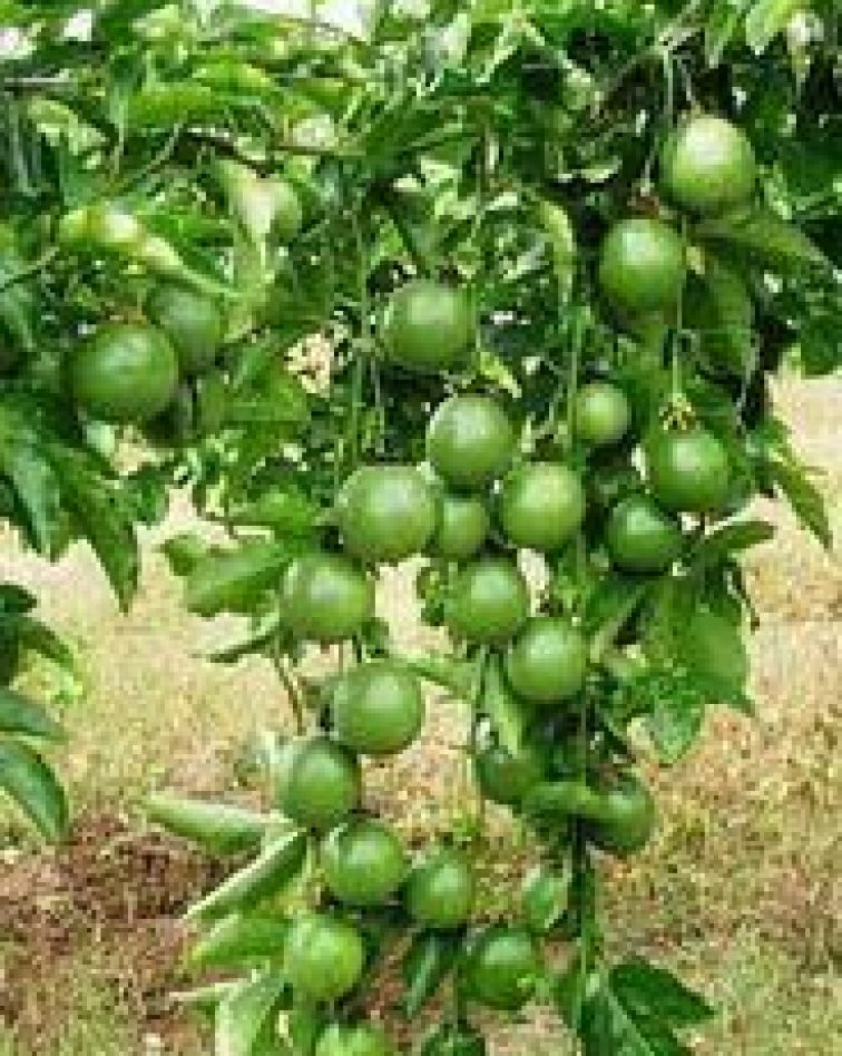 Fruiting high quality passions