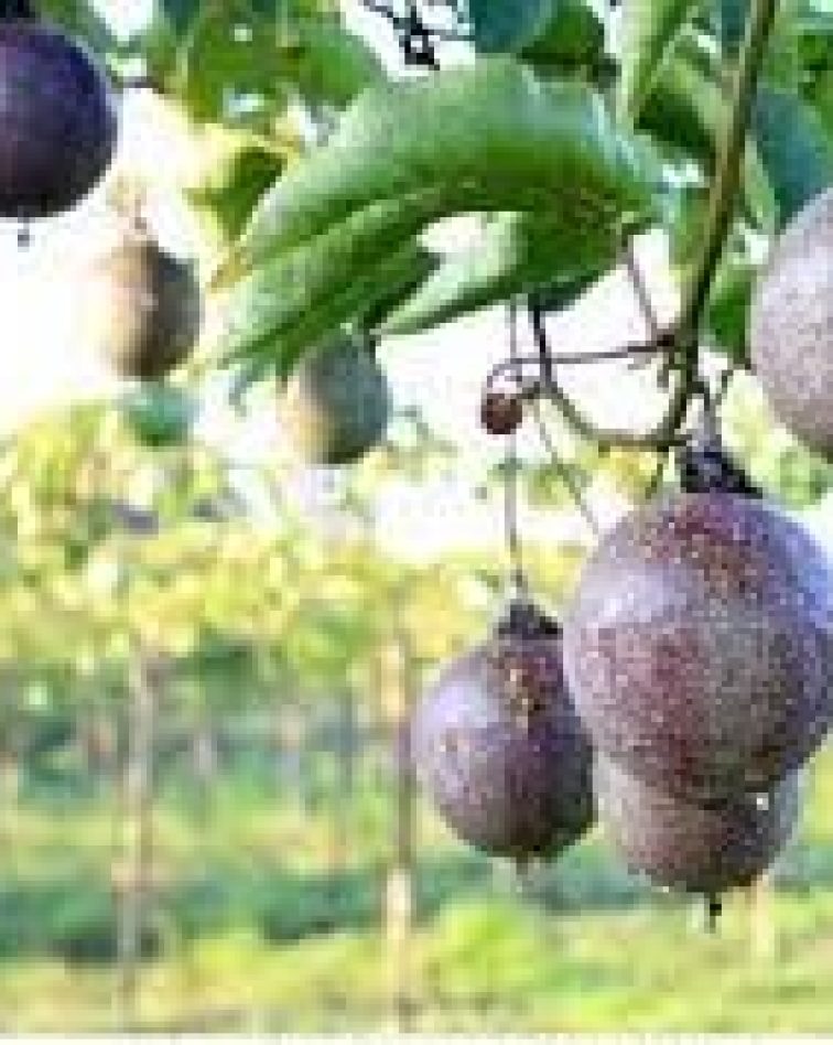 Ready Passion Fruits