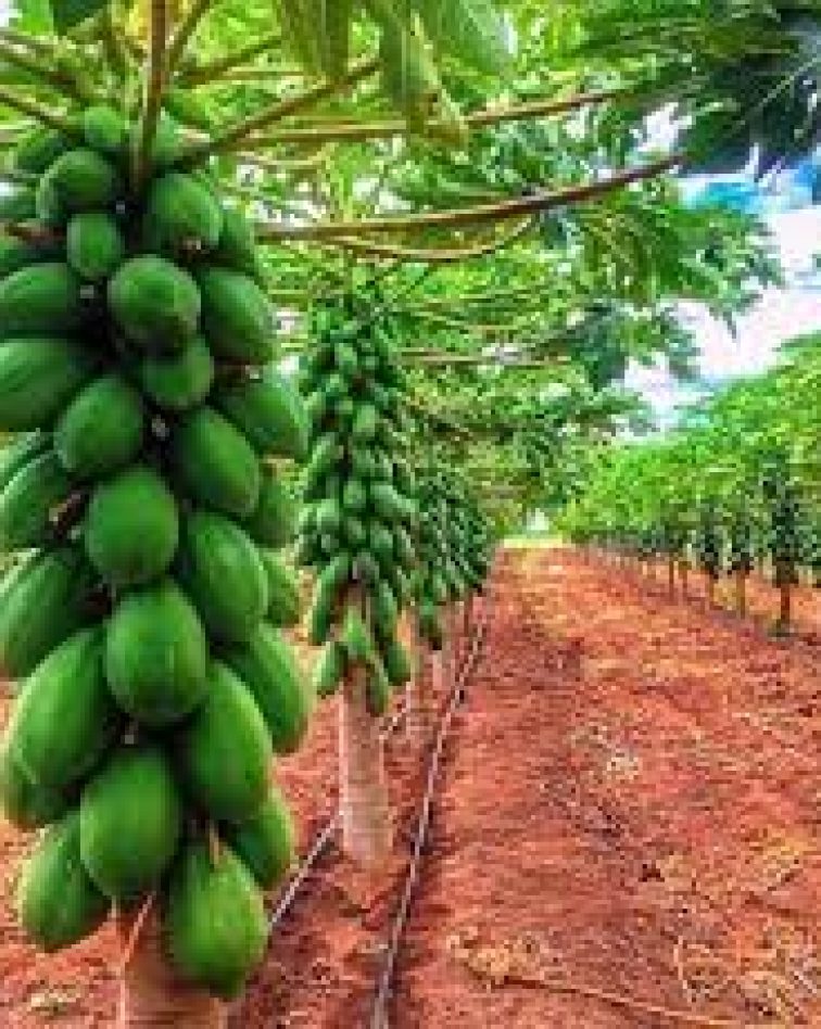 Pawpaw Plantation