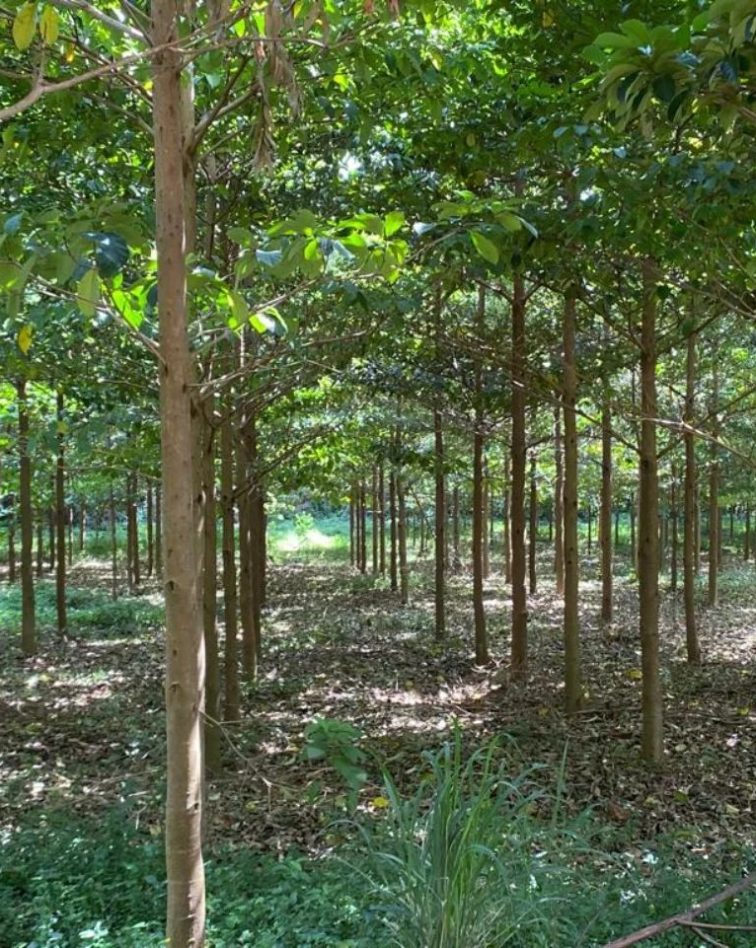 Tree plantation